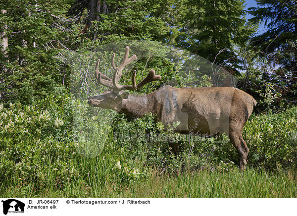 American elk / JR-06497