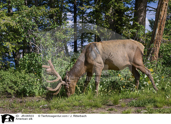 American elk / JR-06503