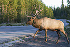 American elk