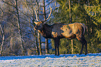 American elk