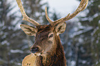 American elk