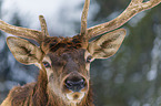 American elk