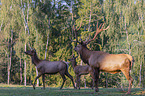 American elks