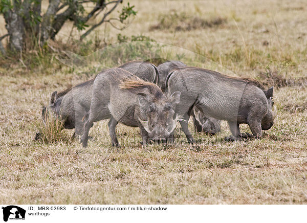 Warzenschweine / warthogs / MBS-03983