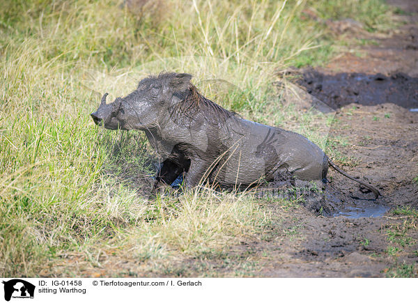 sitzendes Warzenschwein / sitting Warthog / IG-01458