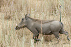 warthog