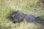 lying Warthog