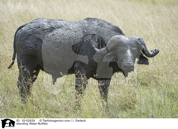 standing Water Buffalo / IG-02628