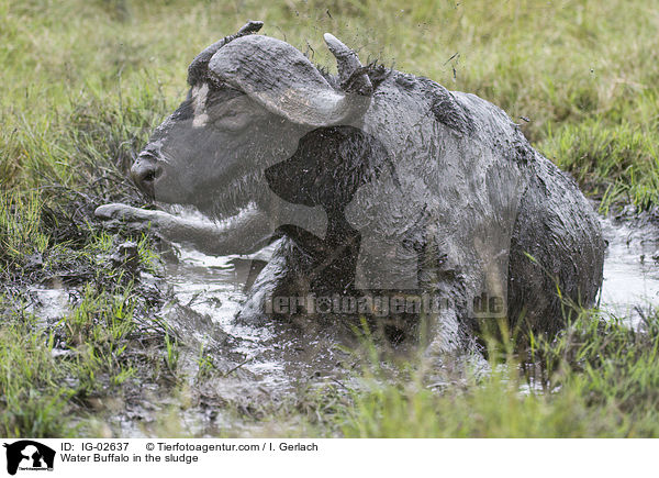 Water Buffalo in the sludge / IG-02637