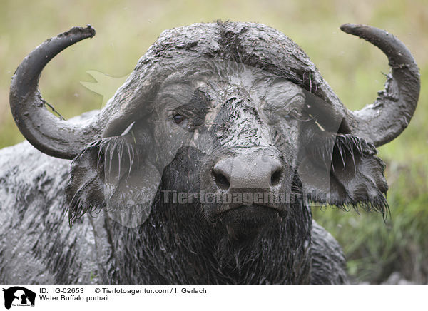 Water Buffalo portrait / IG-02653