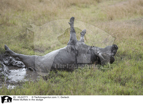 Wasserbffel im Schlamm / Water Buffalo in the sludge / IG-02771