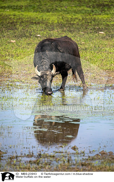 Water buffalo on the water / MBS-23943