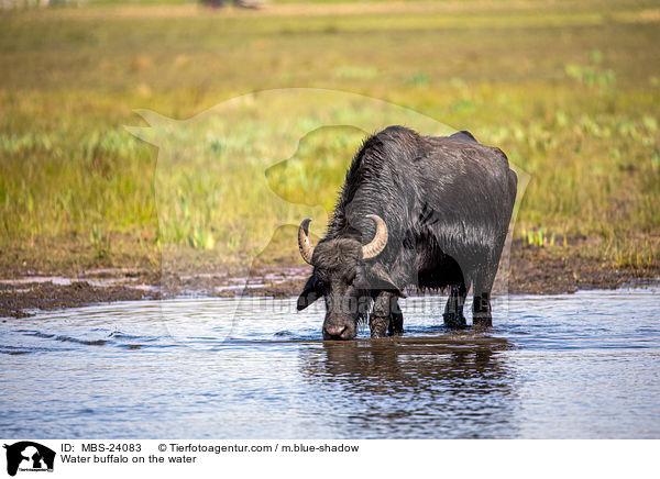 Water buffalo on the water / MBS-24083