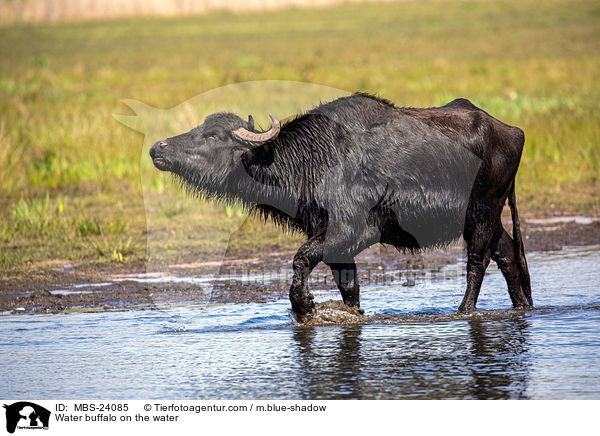 Wasserbffel am Wasser / Water buffalo on the water / MBS-24085