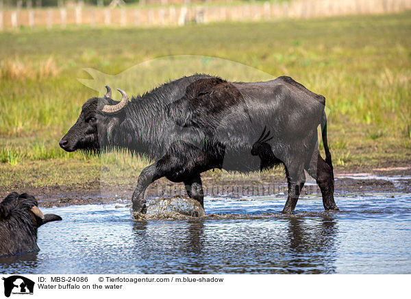 Wasserbffel am Wasser / Water buffalo on the water / MBS-24086