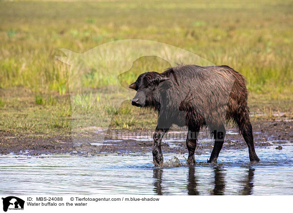 Water buffalo on the water / MBS-24088