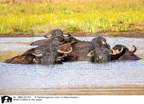 Water buffalo in the water / MBS-24181