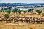 western white-bearded wildebeests