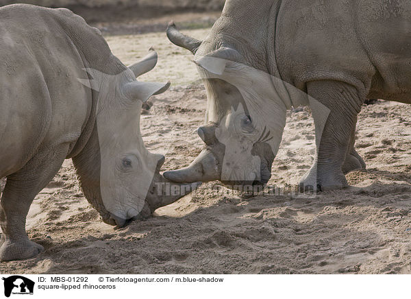 square-lipped rhinoceros / MBS-01292