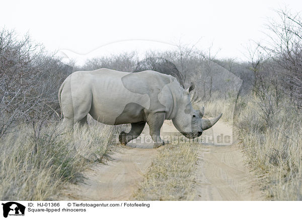 Square-lipped rhinoceros / HJ-01366