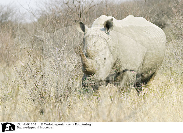 Square-lipped rhinoceros / HJ-01368