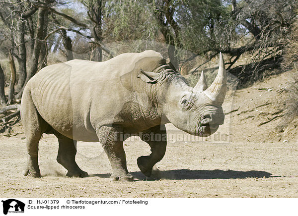 Square-lipped rhinoceros / HJ-01379