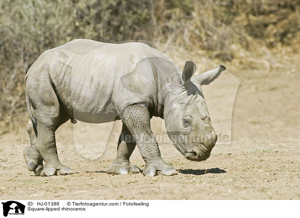 Square-lipped rhinoceros / HJ-01386