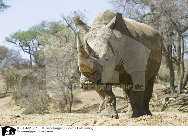 Square-lipped rhinoceros / HJ-01387