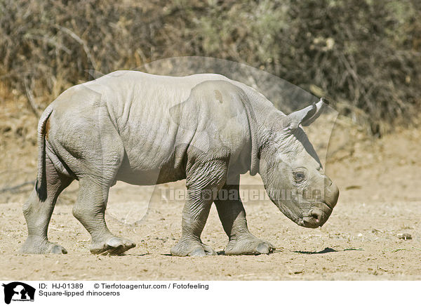 Square-lipped rhinoceros / HJ-01389