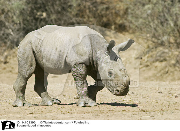 Square-lipped rhinoceros / HJ-01390