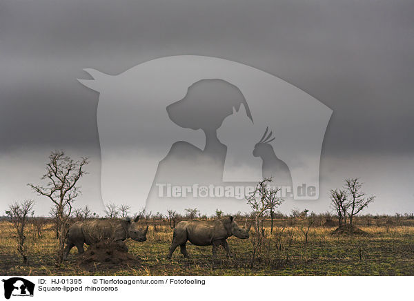 Square-lipped rhinoceros / HJ-01395