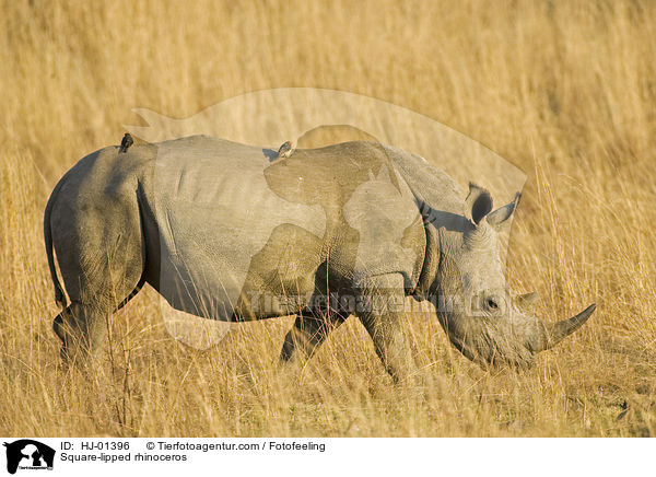 Square-lipped rhinoceros / HJ-01396