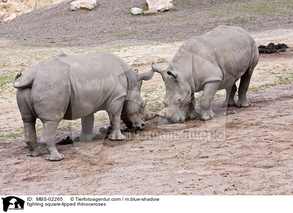 fighting square-lipped rhinoceroses / MBS-02265