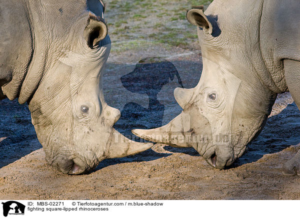 fighting square-lipped rhinoceroses / MBS-02271