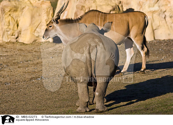 square-lipped rhinoceros / MBS-02273
