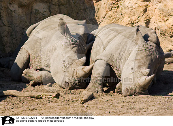 sleeping square-lipped rhinoceroses / MBS-02274