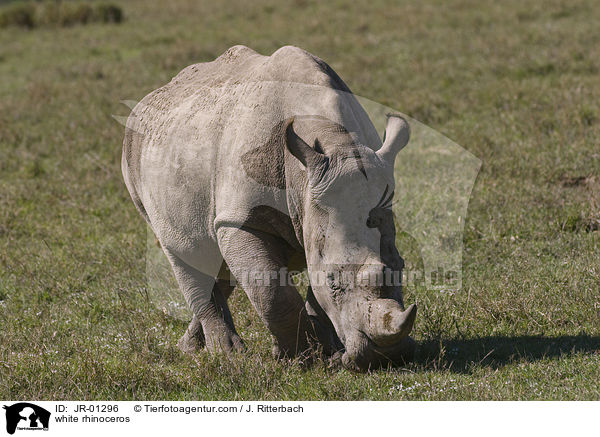 white rhinoceros / JR-01296