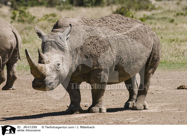 white rhinoceros / JR-01299