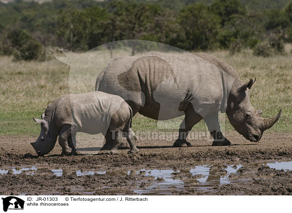 white rhinoceroses / JR-01303