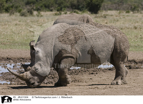 white rhinoceros / JR-01304
