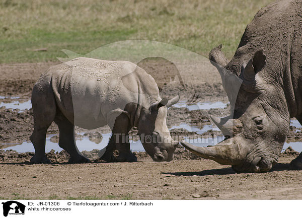 white rhinoceroses / JR-01306