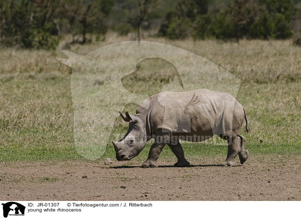 young white rhinoceros / JR-01307