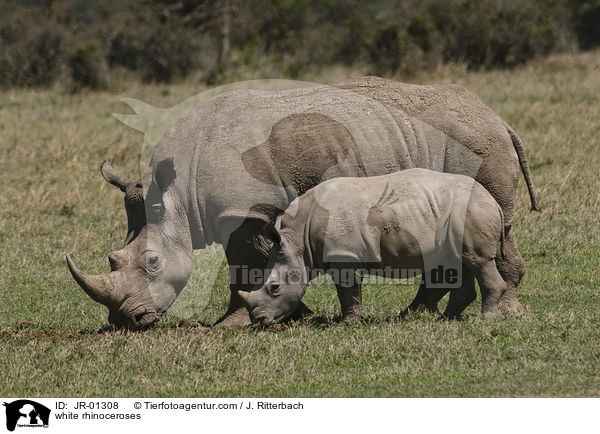 white rhinoceroses / JR-01308