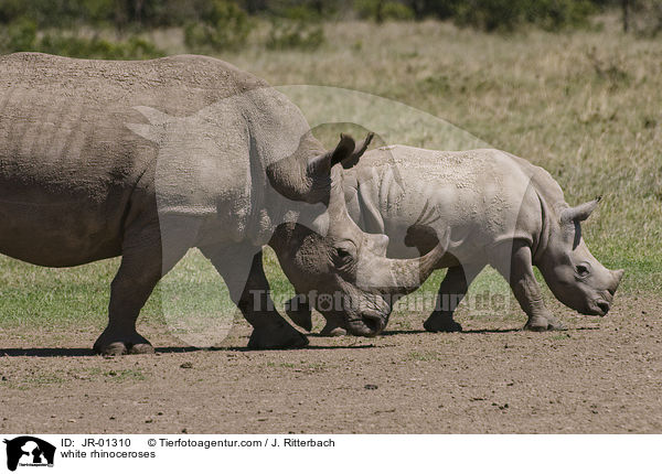 white rhinoceroses / JR-01310