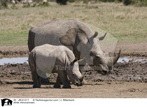 white rhinoceroses / JR-01311
