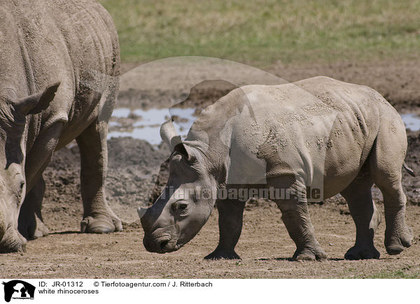 white rhinoceroses / JR-01312