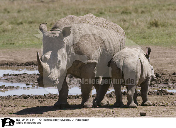 white rhinoceroses / JR-01314