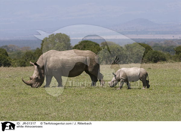 white rhinoceroses / JR-01317