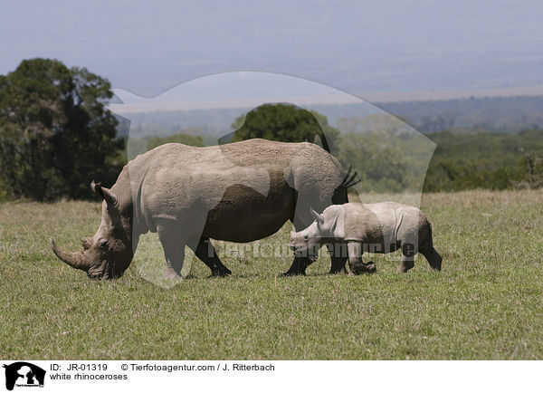 white rhinoceroses / JR-01319