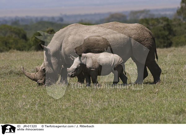 white rhinoceroses / JR-01320